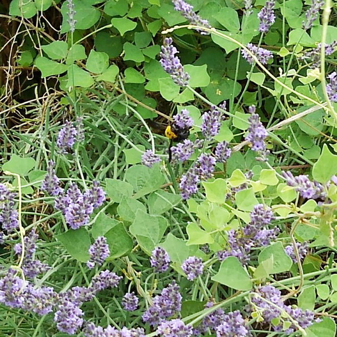 ラベンダー　蜂　マルハナバチ